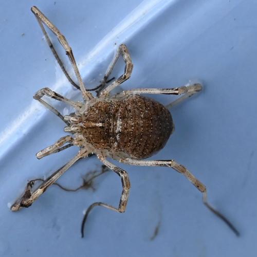 Réf. 332 403 : Odiellus sp.